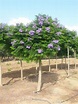Jacaranda Bonsai Blue | Shrub of the Month | Mr Plant Geek