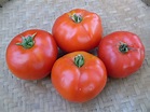 Tomato, Martian Giant (Organic) - Adaptive Seeds