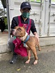 新北267隻比特犬完成登記 動保處要求飼主上訓練課程 - 生活 - 自由時報電子報
