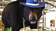 Cocaine Bear: la historia real del oso drogado de cocaína que inspiró ...
