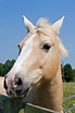 Horse Head Portrait Free Stock Photo - Public Domain Pictures