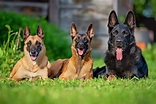 Shepherd Dog Breeds: 21 Types of Shepherd Dogs (With Pictures) (2022)