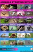 Animals that Start with P: List of 72 Amazing Animals Starting with P ...