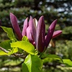 Magnolia Black Beauty - Fleurs violet foncé presque noir