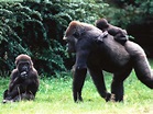 Gorillas photos (I)