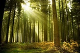 ¿Por qué son tan importantes los bosques? | Ecologia Hoy