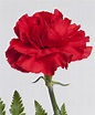 Lindaraxa: A Red Carnation For Mother's Day