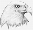 Pencil Drawing Images Animals at PaintingValley.com | Explore ...
