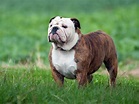 Englische Bulldogge - Charakter, Größe & Erziehung | Steckbrief