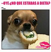 20 memes de perros que te harán llorar de la risa