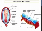 Desarrollo normal del celoma. embriología y genetica. umsa. dr. igor