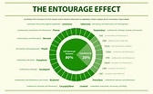 The Entourage Effect Explained - CBD Oracle