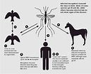 ANTHROPHYSIS: What we can learn from the West Nile Virus epidemic