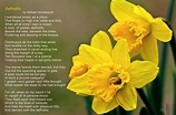 Daffodils | Daffodils - a poem by William Wordsworth | Delos Johnson ...