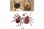 Canine Arthropods: Mites and Ticks – Recommendations from the Companion ...