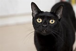Dia Internacional da Apreciação do Gato Preto | Petlove
