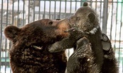 From Russia with love: The doting father bear who can't help cuddling ...
