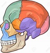Ilustración Vectorial De Medicina De Huesos Cráneo Humano Diagrama ...
