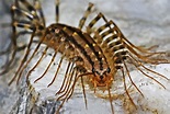 Habits and Traits of Centipedes, Class Chilopoda