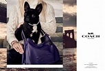 Coach's Fall Campaign Star: Lady Gaga's French Bulldog - Fashionista