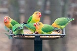 Birds of a Feather Flock Together: The Joys of Multiple Bird Ownership ...