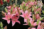 Trendy San Fransisco® (Asiatics) - Lily - Van den Bos Flowerbulbs
