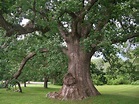 30 Mighty Oak Tree Facts You Never Knew - Facts.net
