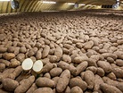 Genetically modified potato is approved by USDA
