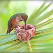 ANIMAL HEROES on Instagram: “Mamá colibrí y sus polluelos ¡simplemente ...