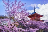 2018日本賞櫻指南》1張圖告訴你今年日本櫻花開花時間、必去景點，千萬別白跑一趟-風傳媒