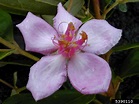 rose myrtle (Rhodomyrtus tomentosa)