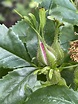 Rosa virginiana - Virginische roos, Virginia rose | Hortus Botanicus ...
