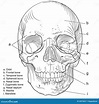 Human Skull Frontal Vector | CartoonDealer.com #24975657