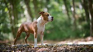 Amstaff, American Staffordshire Terrier: il cane forte e dal cuore d'oro