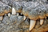 Crocodile teeth | Stock Photos ~ Creative Market