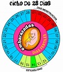 Ciclo menstrual ~ Antes, durante y despues del embarazo