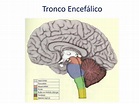 tronco encefalico - Beduka - Tudo sobre ENEM, SISU, FIES, ProUni e ...