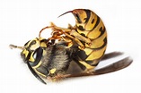 Yellow Jacket Bee Control & Treatments in Atlanta GA | Repellent Sprays