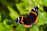 Heimische Schmetterlinge: 25 häufige Schmetterlingsarten in Deutschland ...