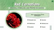 Red Carnation: Meaning, Symbolism, and Proper Occasions - A-Z Animals