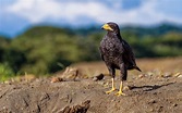 Common Black Hawk | Audubon Field Guide