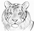 Draw 25 Wild Animals (Even If You Don’t Know How to Draw!) - Art Starts