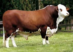 Pin by Roberto Alchini on Stier | Hereford cattle, Braford cattle, Beef ...
