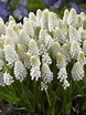 Buy Grape Hyacinths Bulbs | Muscari 'White Magic' | Gold Medal winning ...