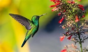 20 Curiosidades del colibrí | ¡Conoce todo sobre esta maravillosa ave!