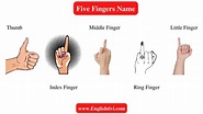 Five Fingers Name in English with Pictures - Englishtivi