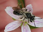 Spring Beauty Miner (Bees of Floracliff Nature Sanctuary) · iNaturalist