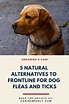 5 Alternatives to Frontline: Finding a More Natural Choice | Flea and ...