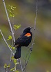 Red-Winged Blackbird | Bird of the Week