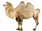 Camel | Animal Wildlife